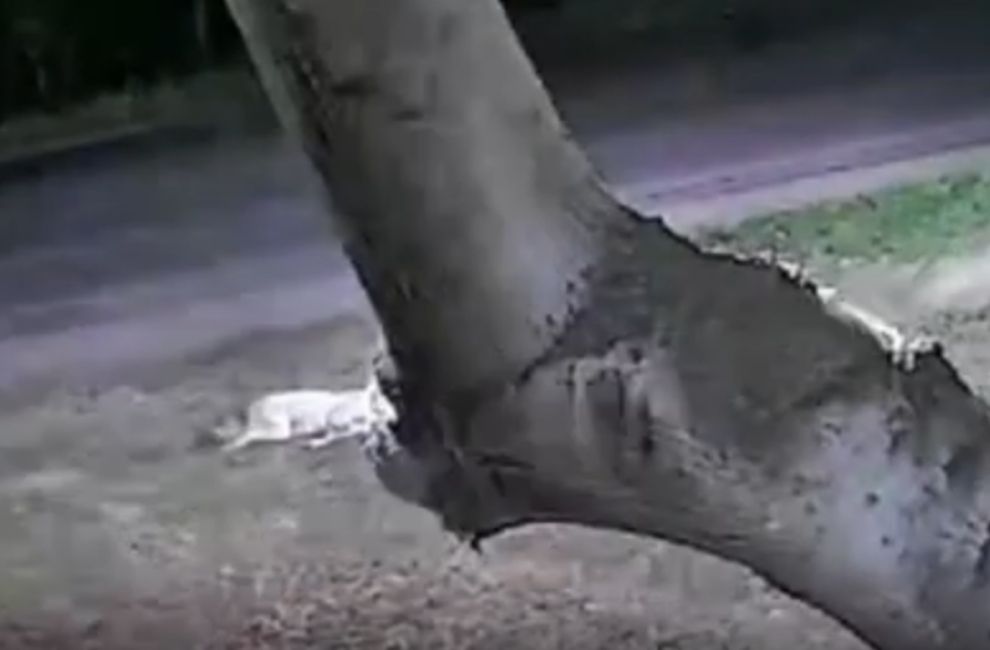 Onça-pintada invade chácara, ataca cachorro e o arrasta para mata em Corumbá